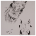 A horse gotta knows Charcoal