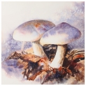 Autumn Mushrooms Watercolour