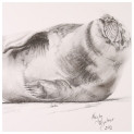 Bliss Common Seal Charcoal