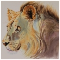 Consternation Kalahari Lion Watercolour