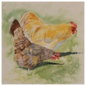 Heligan Chickens Watercolour