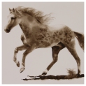Let Loose Cantering horse Watercolour