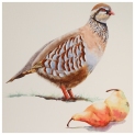 Partridge & Pears Watercolour