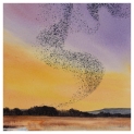 Landscape Starling Sunset 2 Watercolour