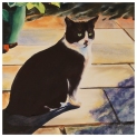 Cat Portrait Thomas Watercolour